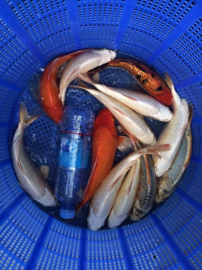 锦鲤