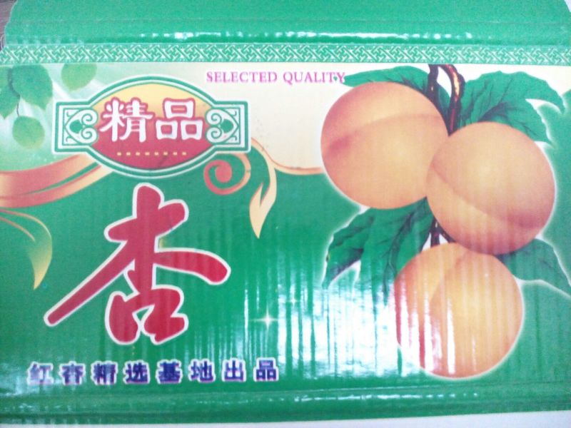 金太阳杏