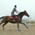 阿拉伯马400~500kg