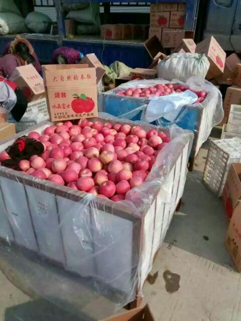 【精品】水晶苹果山东红富士苹果甜脆多汁一手货源全国发货