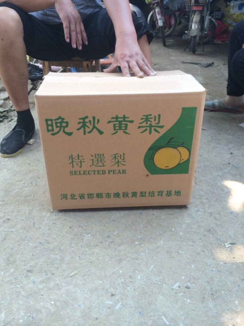 晚秋黄梨