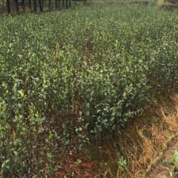 精品油茶苗，油茶苗，嫁接油茶，油茶苗油茶