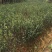 精品油茶苗，油茶苗，嫁接油茶，油茶苗油茶