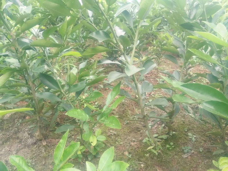 庄氏鑫兴苗木红心蜜柚苗包品种