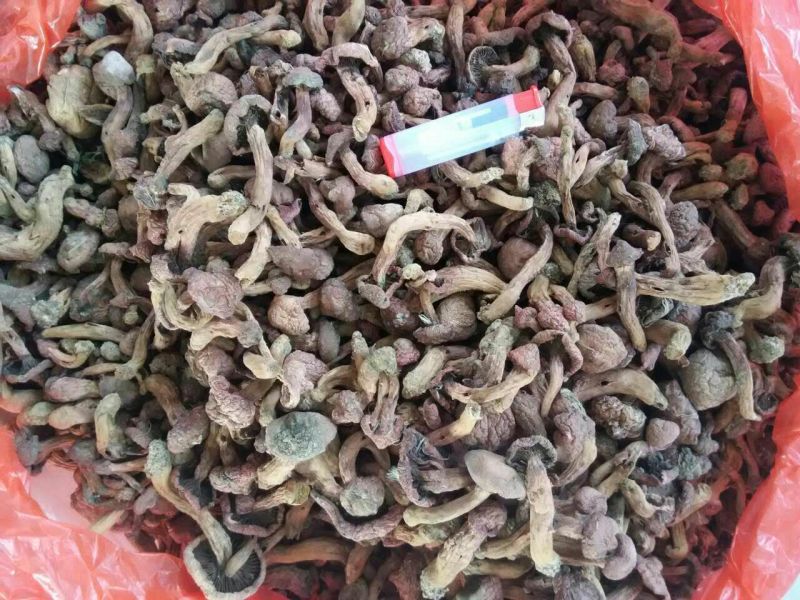 红菇0.1%1%一级5cm以下