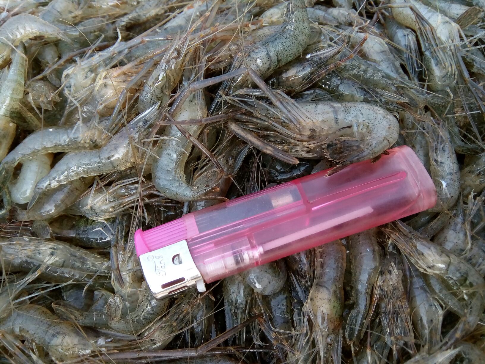 河北唐山市丰润区河虾 冰鲜虾 26~30只\/kg批发