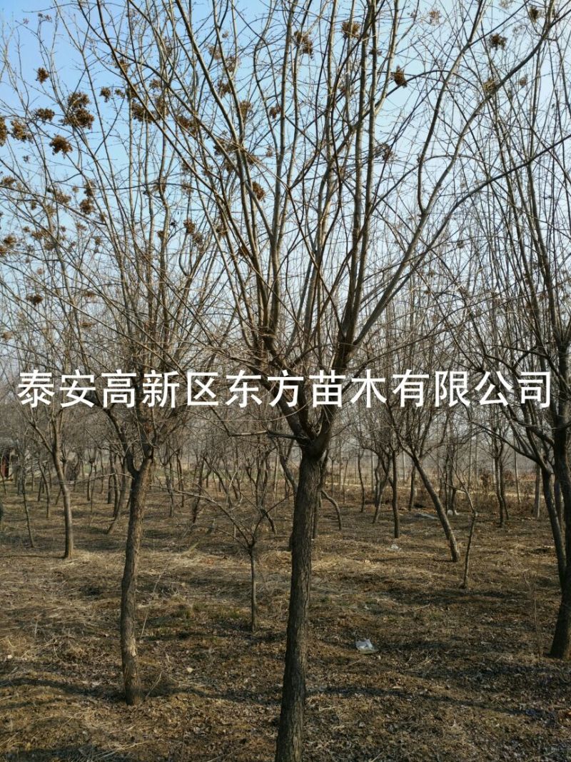 暴马丁香10~12cm8~10cm3.5~4米