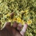 菊花茶