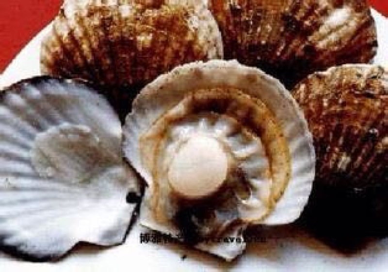 海湾扇贝