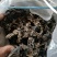 黑木耳一级