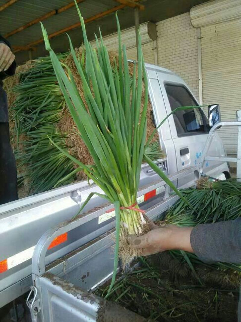 大叶菠菜15~20厘米