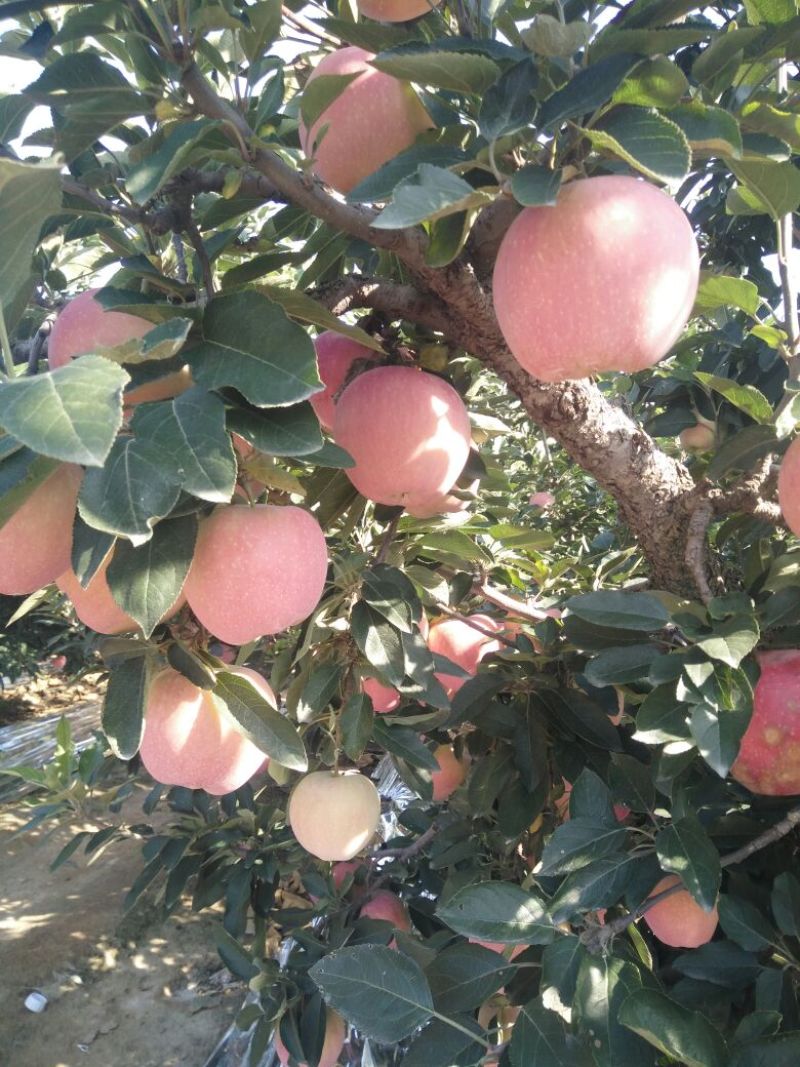 新红星苹果80mm以上纸袋
