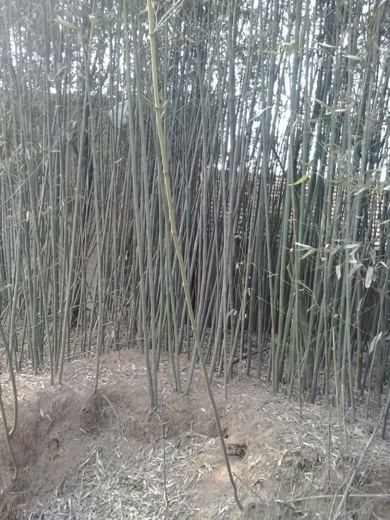 竹子