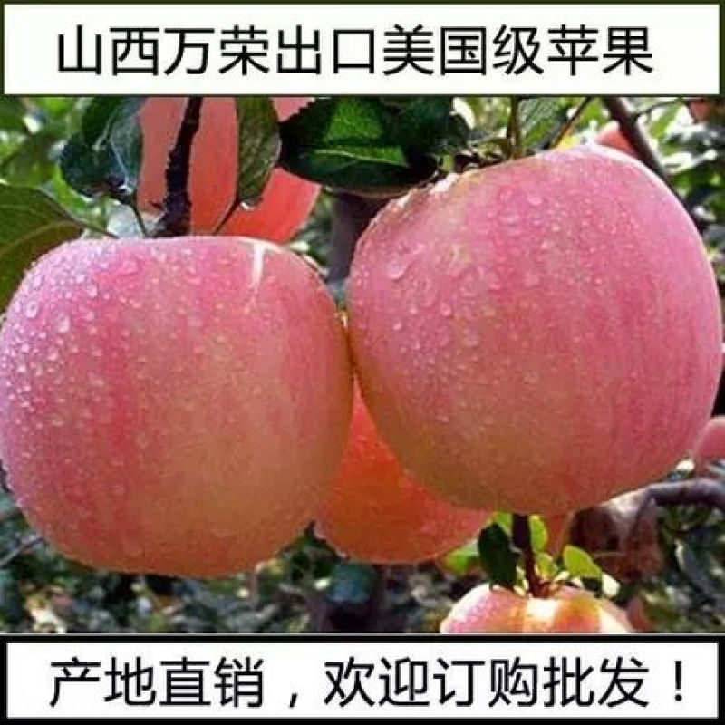 河北膜袋富士苹果，山西万荣膜袋红富士苹果