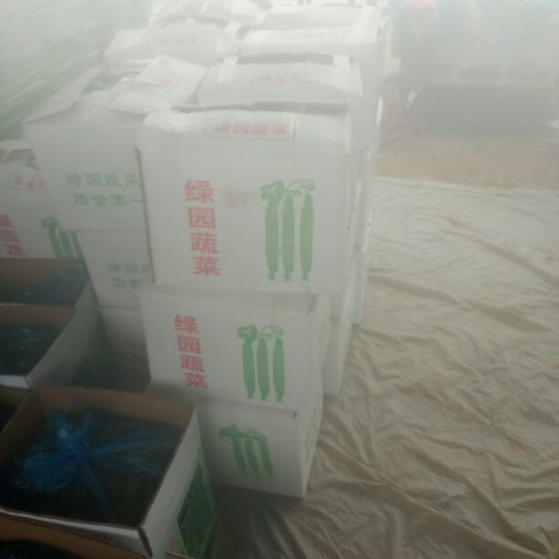 黄瓜25公分以上鲜花带刺大量上市欢迎新老客户