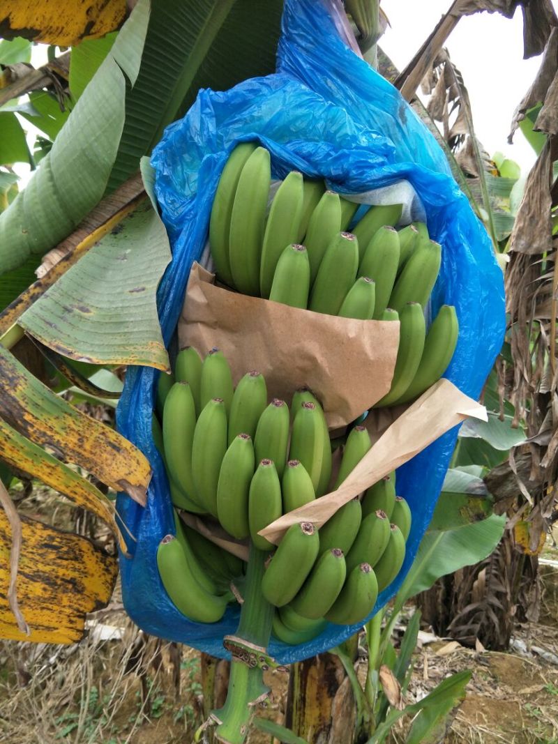 威廉斯香蕉七成熟