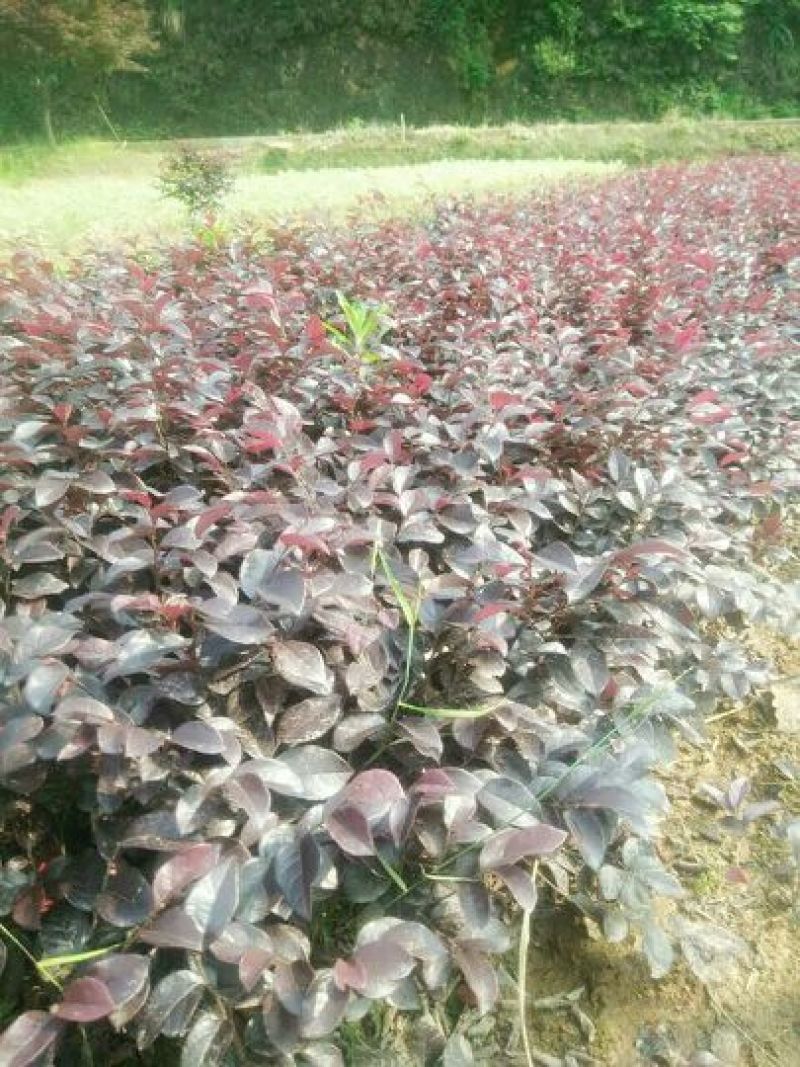 红花继木苗