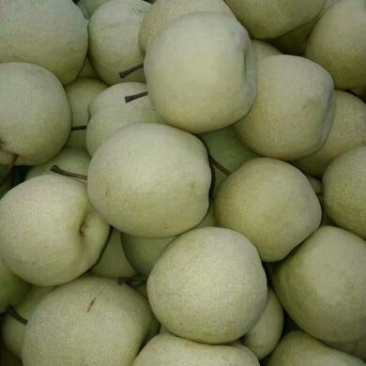砀山梨200~250g纸袋