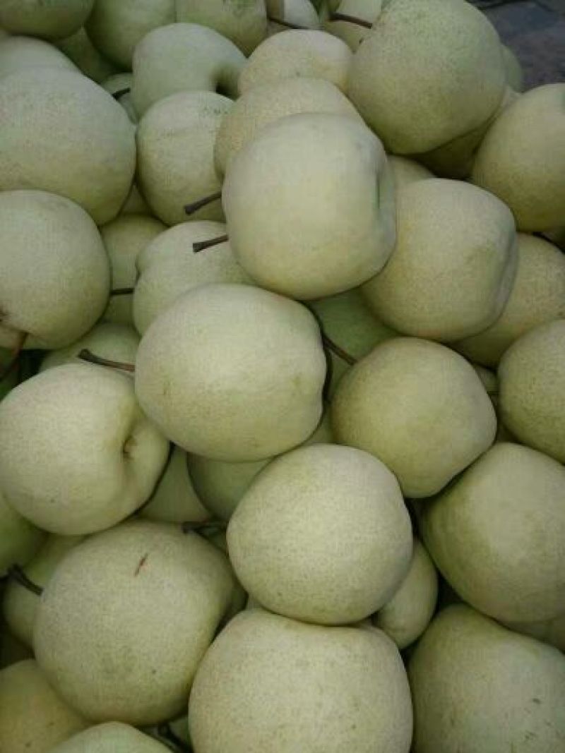 砀山梨200~250g纸袋