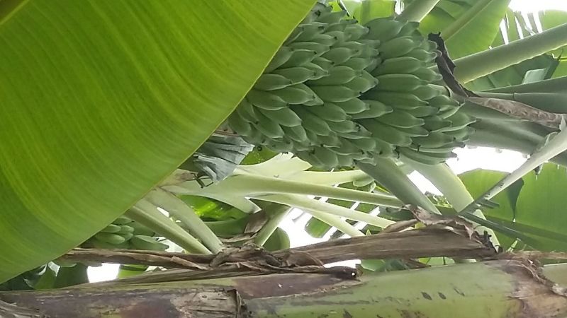 西贡蕉八成熟