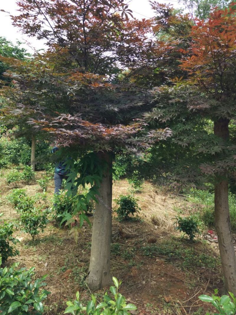 红枫，日本红枫，红枫小苗，精品红枫，浏阳嫁接红枫价格