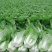 白花菜包装