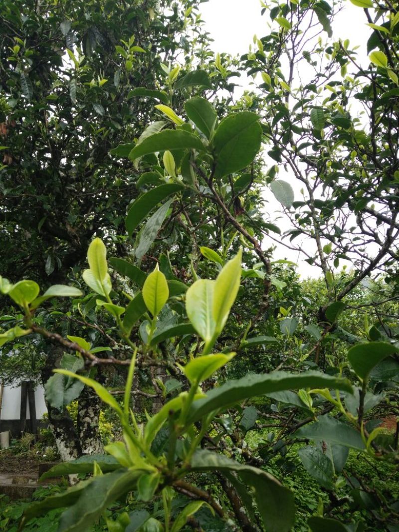 古树普洱茶二级