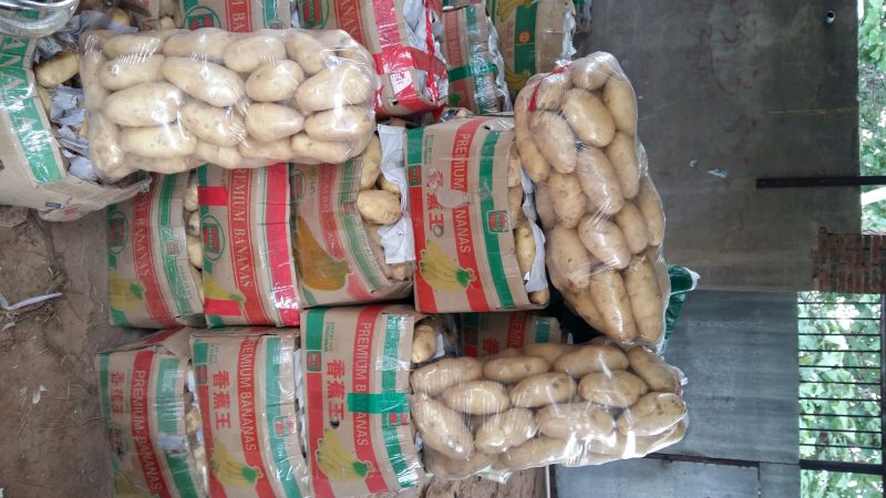 荷兰十五土豆3两以上通货