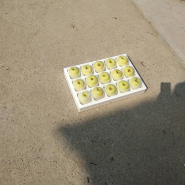 酥梨250~300g光果