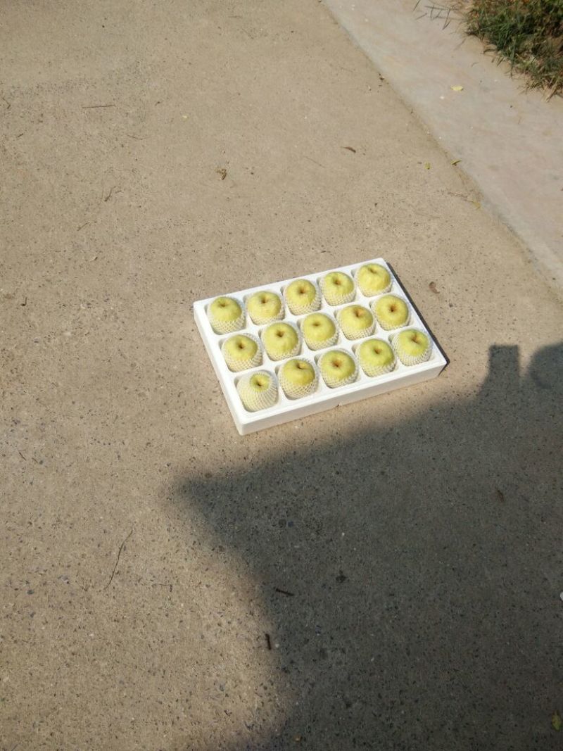 酥梨250~300g光果
