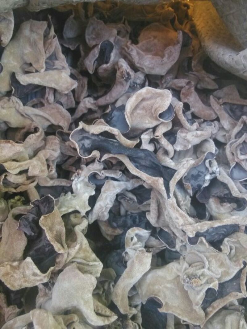 毛木耳一级