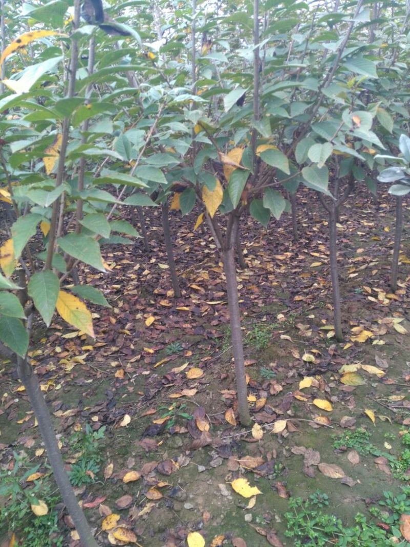 樱花树樱花3-15有货日本晚樱