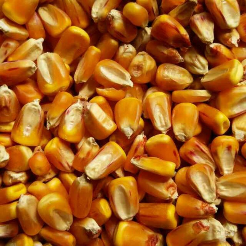 【实力】山西忻州特级玉米粒，干度好，质量好产地直发，