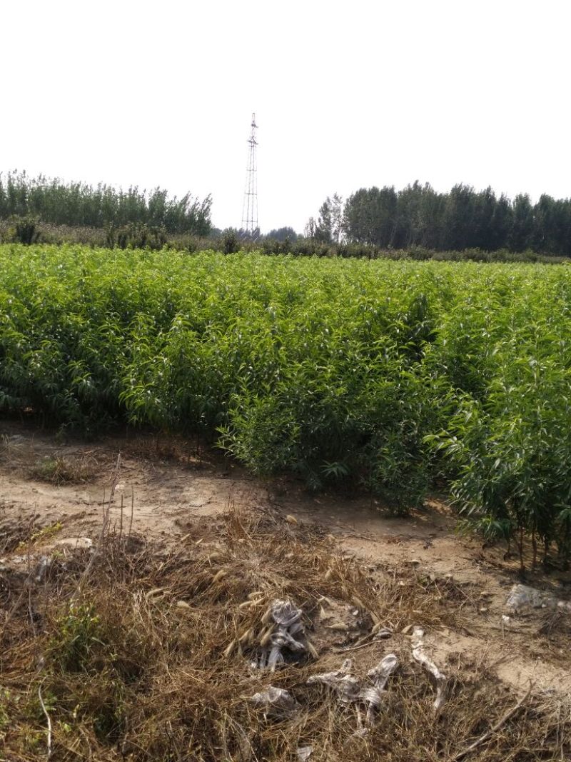 中秋蜜桃树苗80cm以上