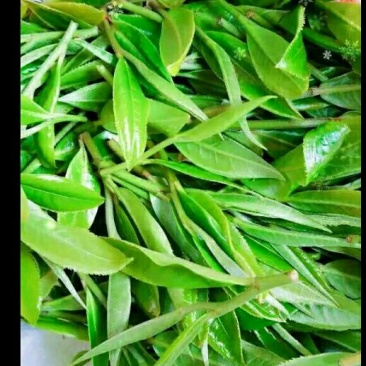 本山茶二级