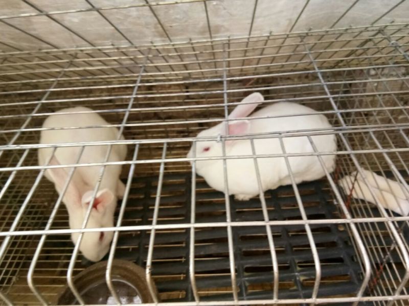 肉兔3~5