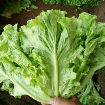 散叶生菜5两~6两