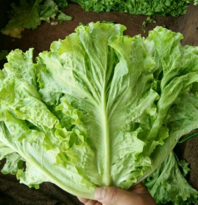 散叶生菜5两~6两