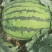 美都，8424西瓜8斤打底8成熟1茬