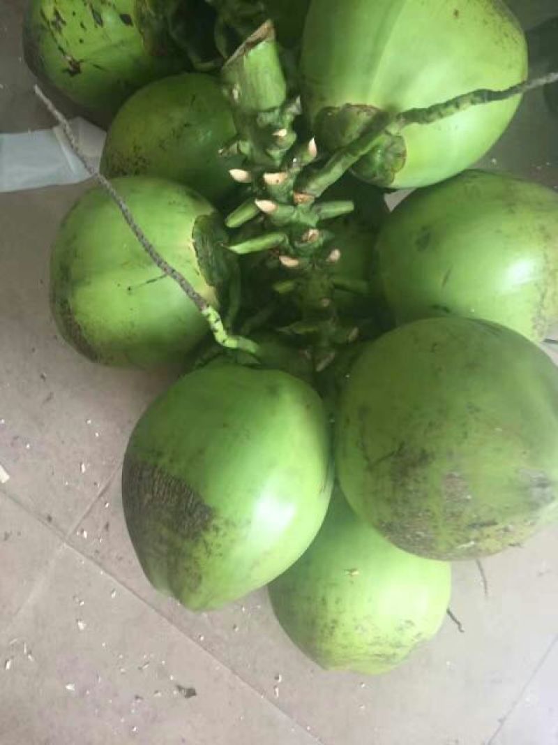 海南当季椰子椰青新鲜水果现摘现发批发产地直发