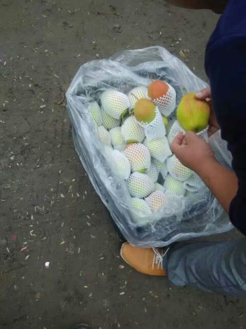 红香酥梨60~100g筐装