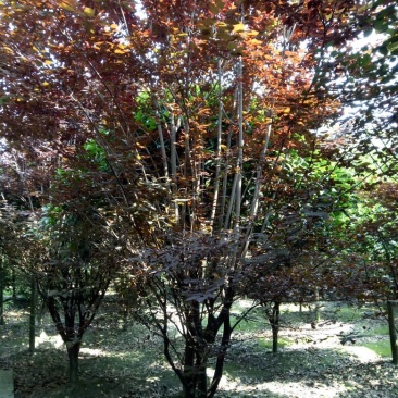 红叶李