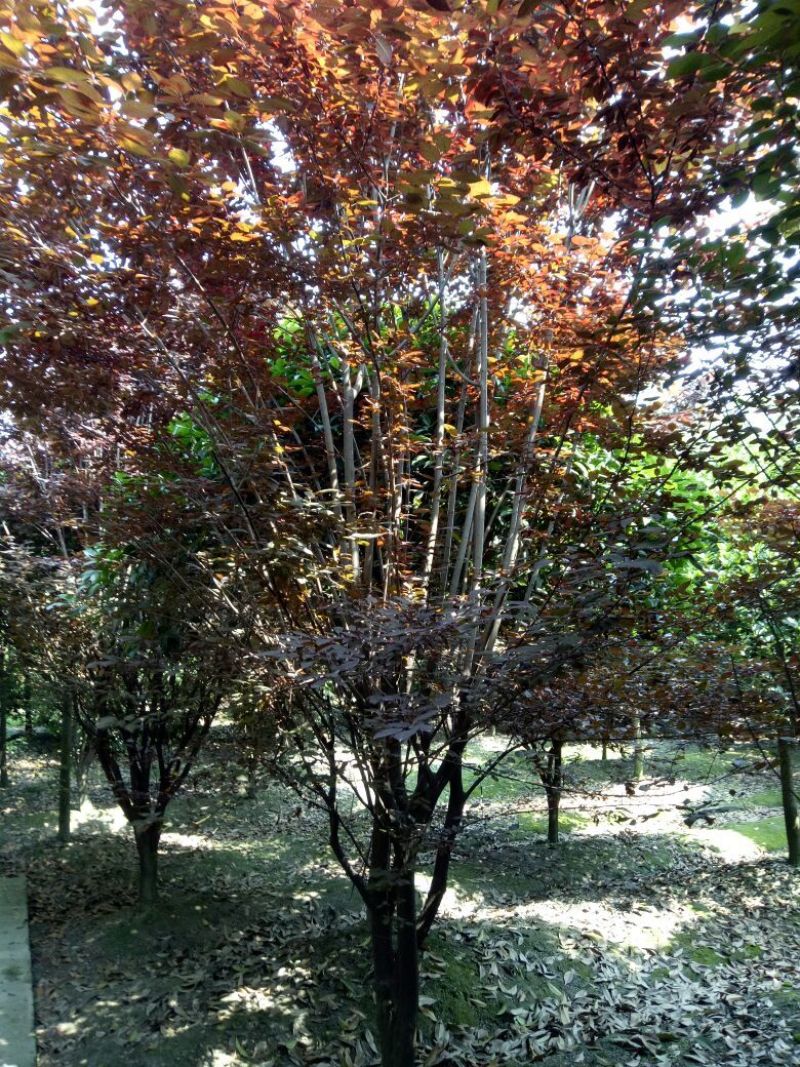 红叶李