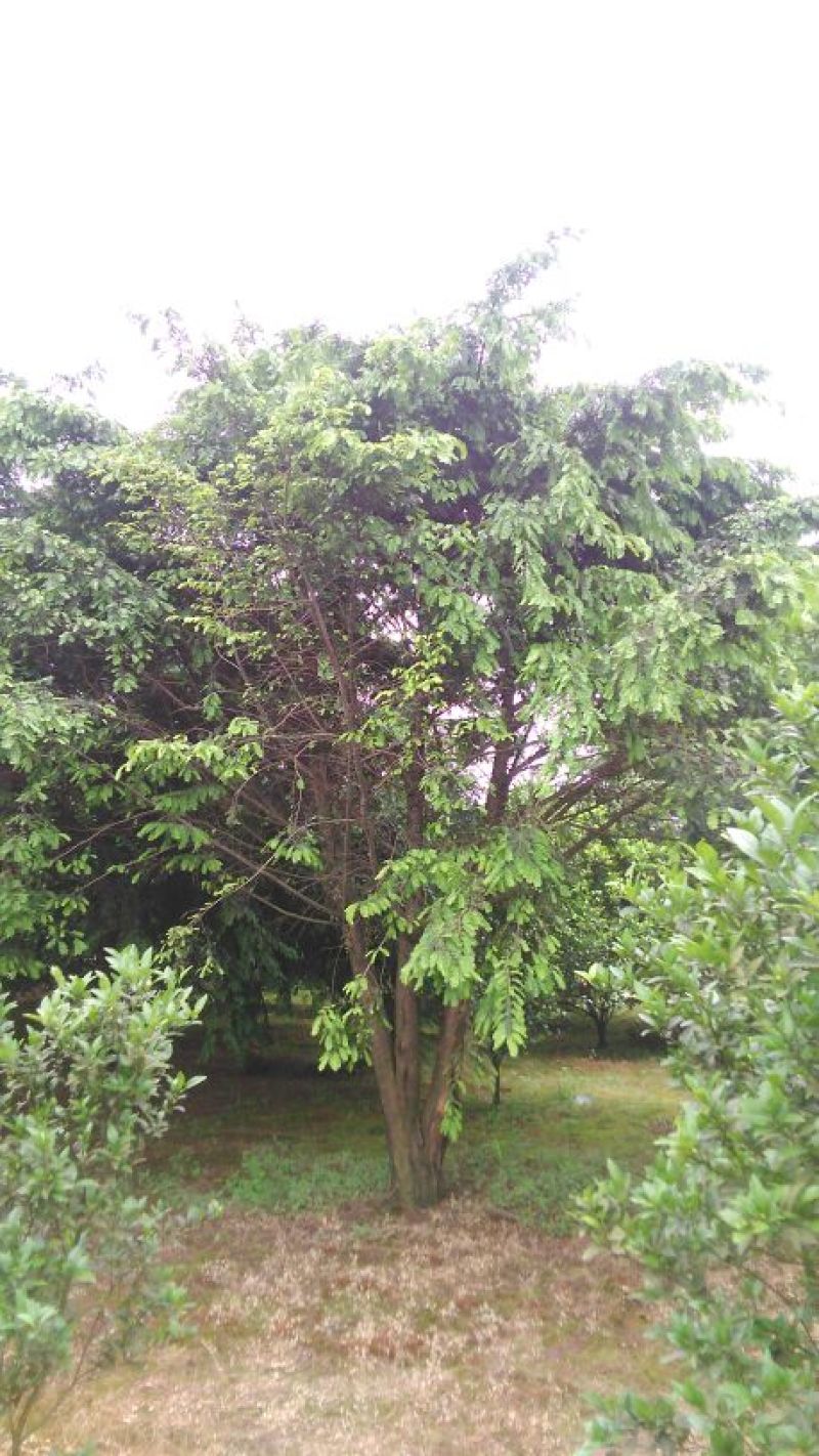 红豆杉树桩25~30cm