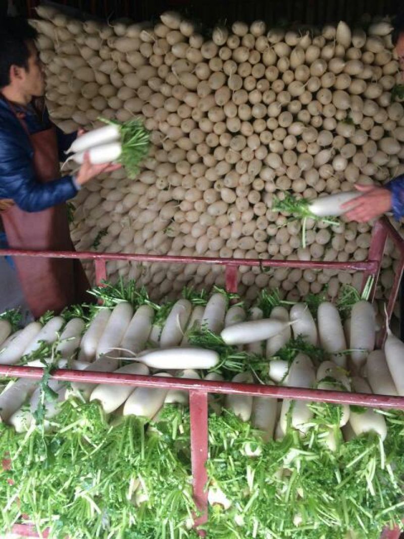 新白玉白萝卜1.5~2斤起