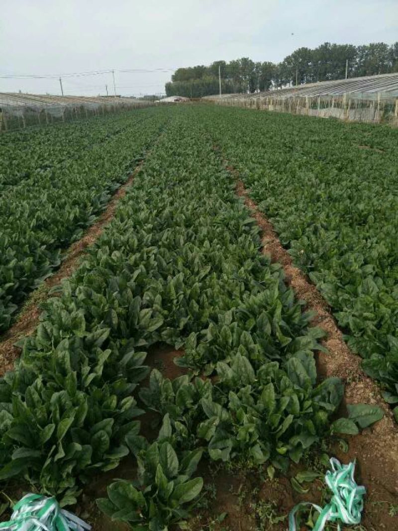 菠菜25~30厘米