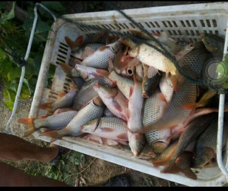 鲤鱼食用1~2公斤