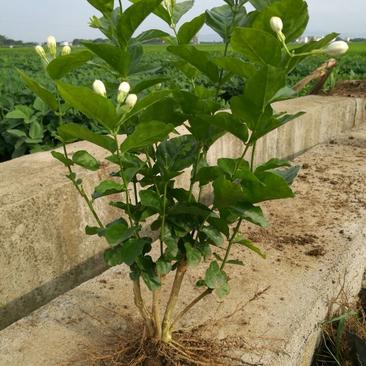 包邮4年茉莉苗，白色双瓣，春季种植二个月后。