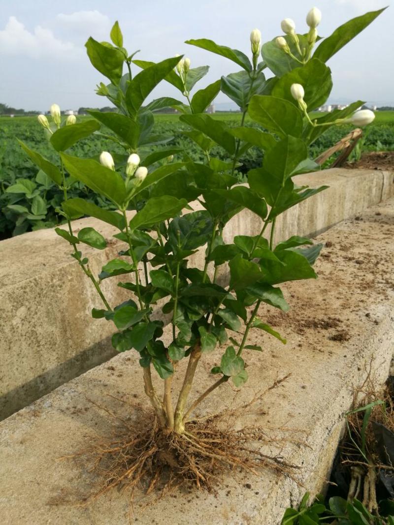 包邮4年茉莉苗，白色双瓣，春季种植二个月后。