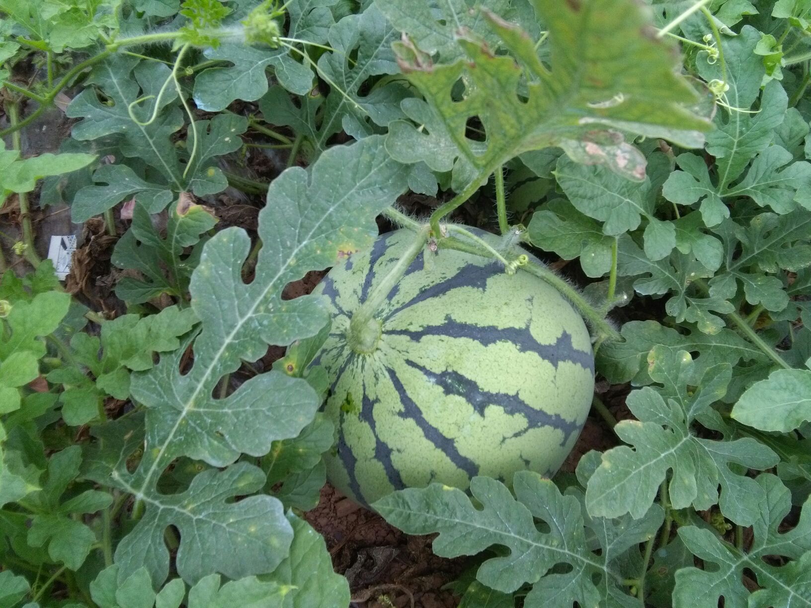 湖南岳阳市君山区麒麟西瓜 5斤打底 8成熟 2茬